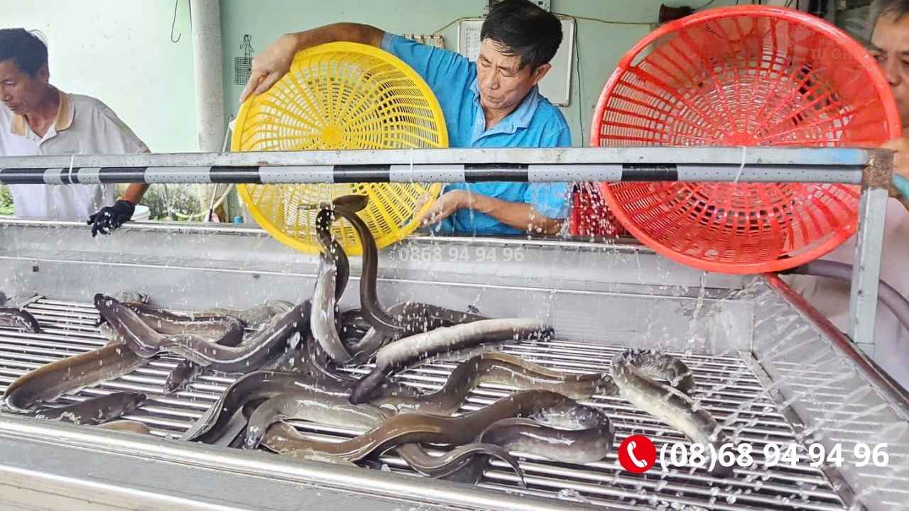 Giá cá chình sống bao nhiêu tiền 1kg - Hải Sản Tư Ghẹ